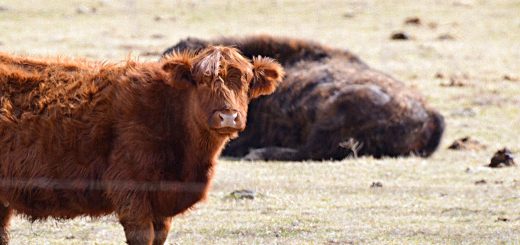 Weekly Roundup 190319