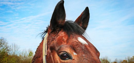 Weekly Roundup 190326