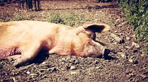 Lazy Portfolios 4 (Lazy Portfolios 4 &ndash; Two, Three or Four Funds)