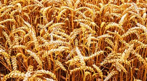 Stock Screeners April 2019 (Stock Screeners &ndash; April 2019)