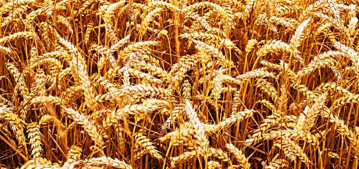 Stock Screeners - April 2019