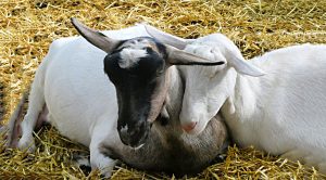 Weekly Roundup 9th April 2019 (Weekly Roundup, 9th April 2019)