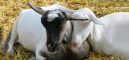 Weekly Roundup 9th April 2019