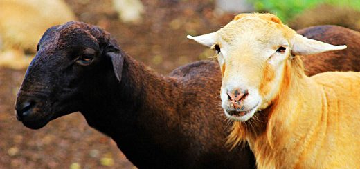 Weekly Roundup 190430