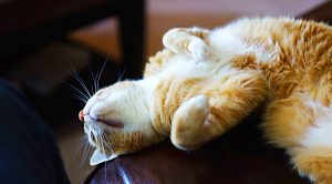 Lazy Portfolios (Lazy Portfolios)