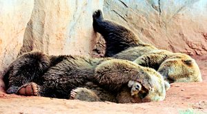 Lazy Portfolios 5 (Lazy Portfolios 5 &ndash; Five Funds)