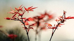 SmallCap AIM Growth Portfolio (SmallCap Growth Aim Portfolio 26 &ndash; May 2019)