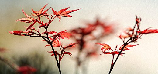 SmallCap AIM Growth Portfolio