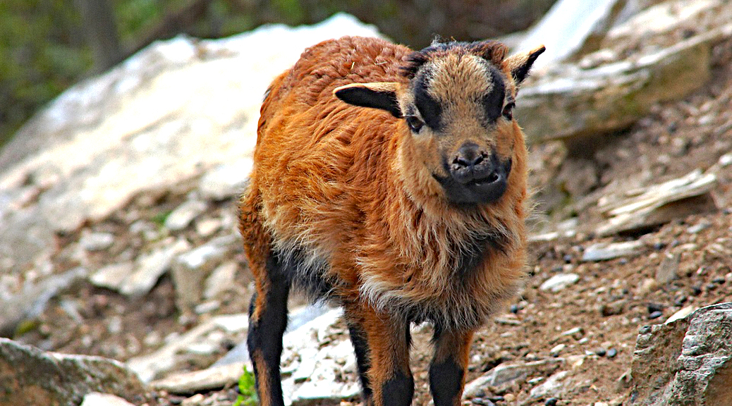 Weekly Roundup 190507