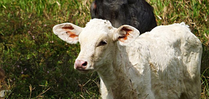 Weekly Roundup 190514