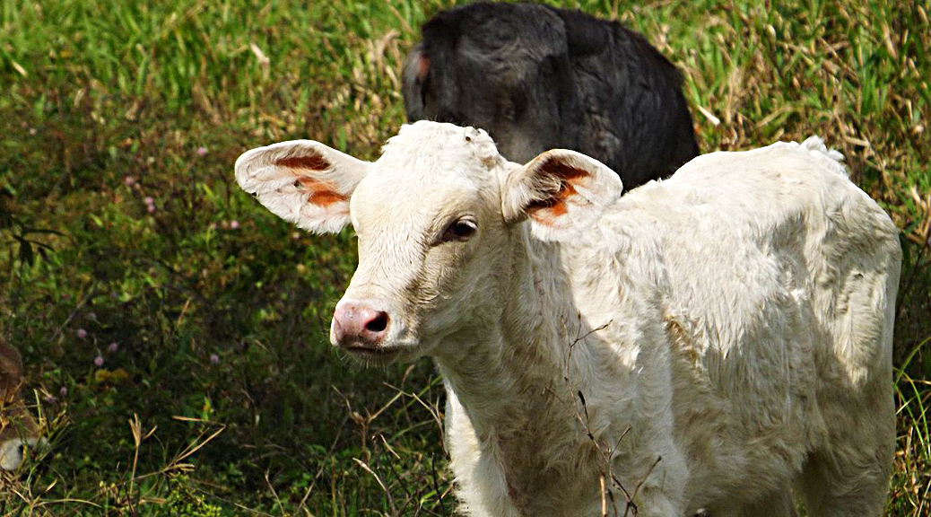 Weekly Roundup 190514