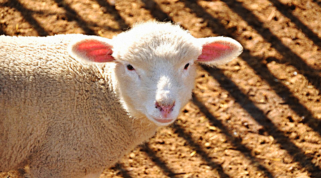 Weekly Roundup 190521