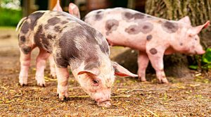 Weekly Roundup 190528 (Weekly Roundup, 28th May 2019)