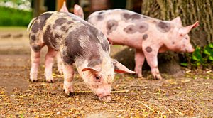 Piggback 20 (Piggyback Portfolio 20 &ndash; June 2019)