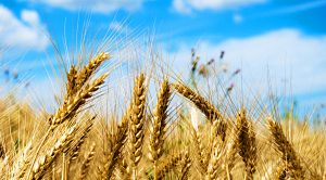 Stock Screeners &ndash; June 2019 (Stock Screeners &ndash; June 2019)