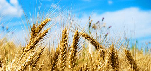 Stock Screeners - June 2019