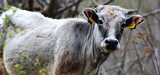 Weekly Roundup 190611