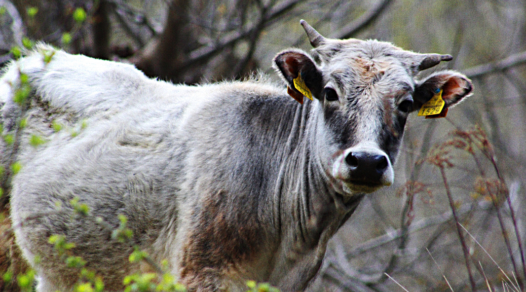 Weekly Roundup 190611