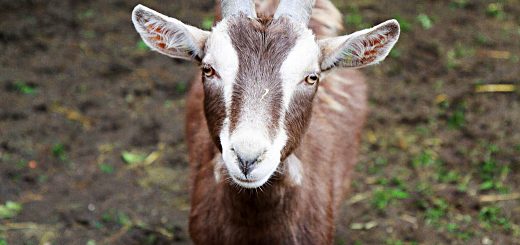 Weekly Roundup 190618