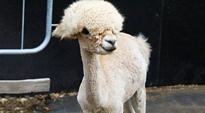 Weekly Roundup 190625 (Weekly Roundup, 25th June 2019)