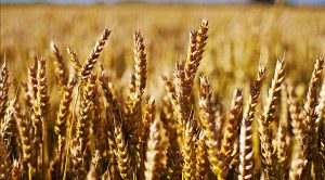 Stock Screeners July 2019 (Stock Screeners &ndash; July 2019)