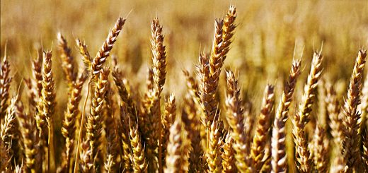 Stock Screeners July 2019