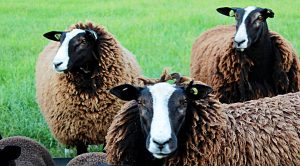 Weekly Roundup 190702 (Weekly Roundup, 2nd July 2019)