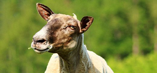 Weekly Roundup 190709