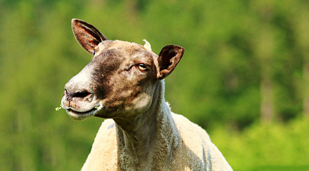 Weekly Roundup 190709