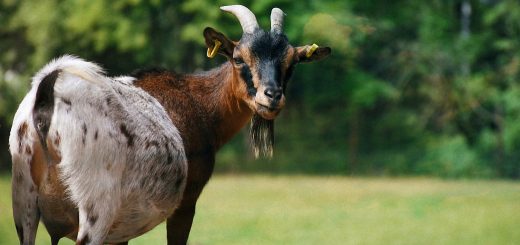 Weekly Roundup 190723