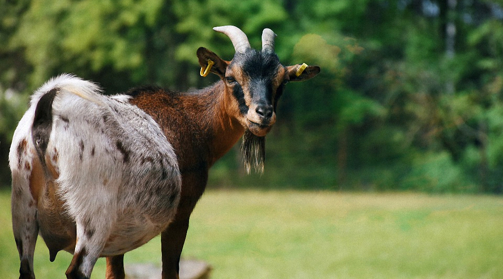 Weekly Roundup 190723