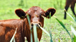 Weekly roundup 190716 (Weekly Roundup, 16th July 2019)