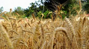 Stock Screeners August 2019 (Stock Screeners &ndash; August 2019)