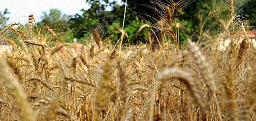 Stock Screeners August 2019