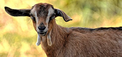 Weekly Roundup 190806