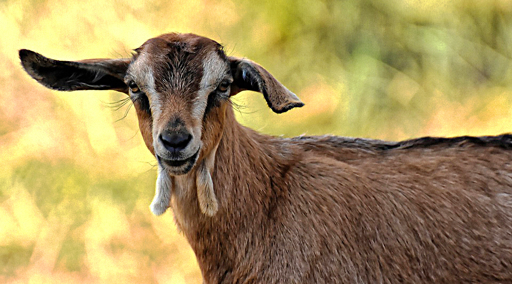 Weekly Roundup 190806