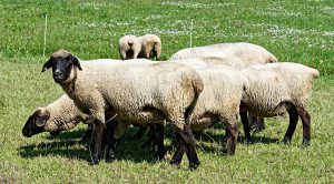 Weekly Roundup 190813 (Weekly Roundup, 13th August 2019)