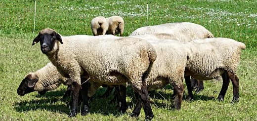 Weekly Roundup 190813