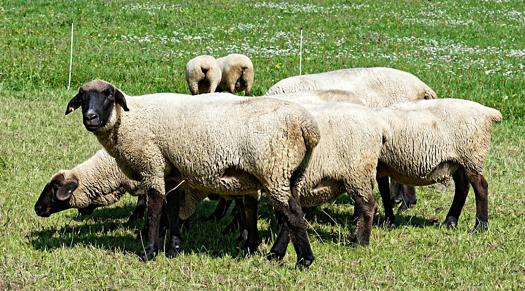 Weekly Roundup 190813