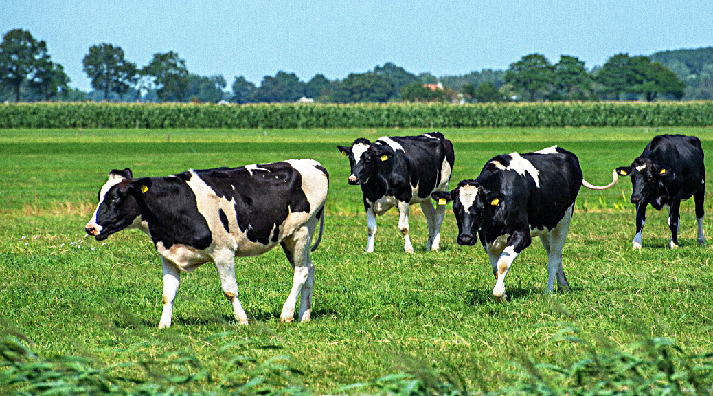 Weekly Roundup 190820