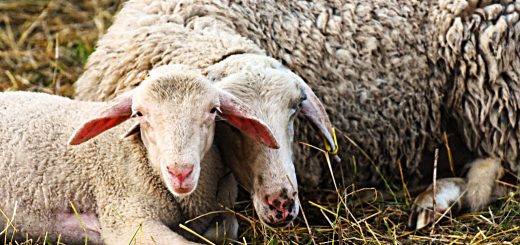 Weekly Roundup 190827