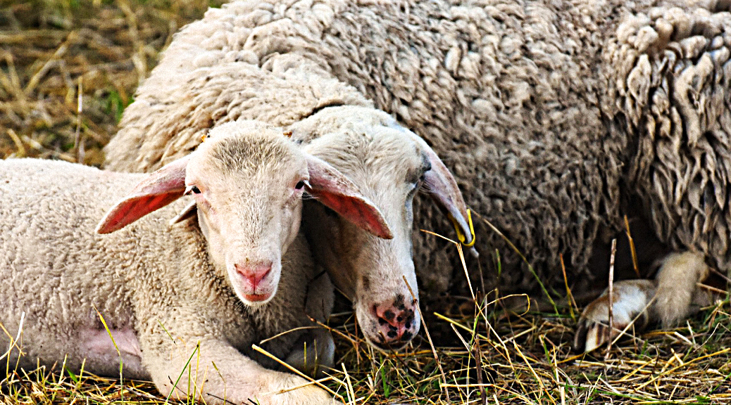 Weekly Roundup 190827