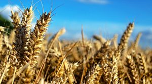 Stock Screeners September 2019 (Stock Screeners &ndash; September 2019)