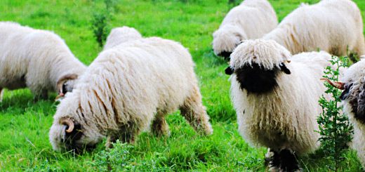 Weekly Roundup 190903