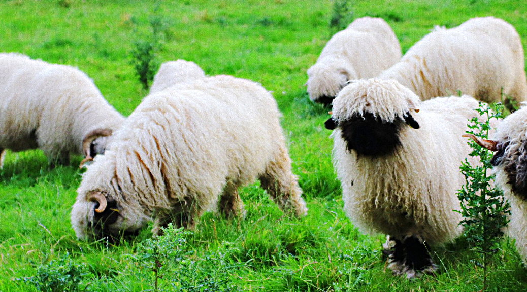 Weekly Roundup 190903