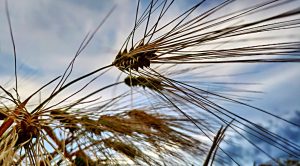 Stock Screeners October 2019 (Stock Screeners October 2019)