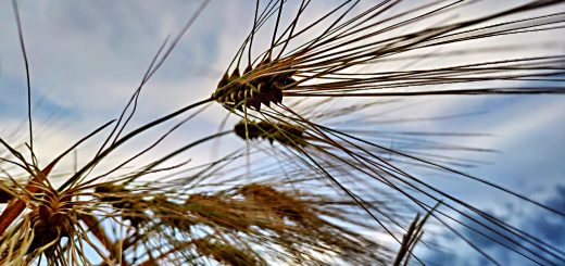 Stock Screeners October 2019