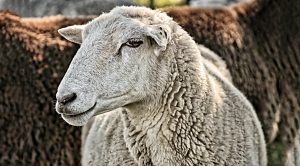 Weekly Roundup 191015 (Weekly Roundup, 15th October 2019)