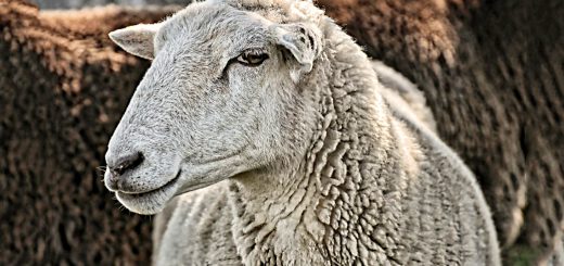 Weekly Roundup 191015