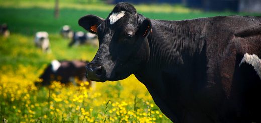 Weekly Roundup 191029